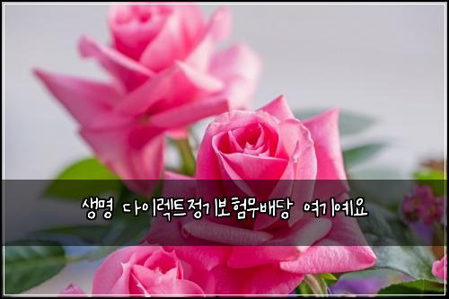 생명 다이렉트정기보험무배당 여기예요