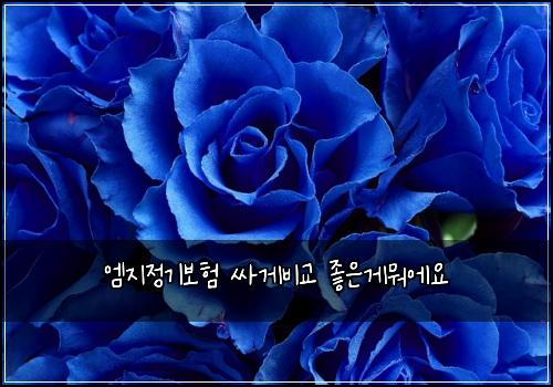 엠지정기보험 싸게비교  좋은게뭐에요
