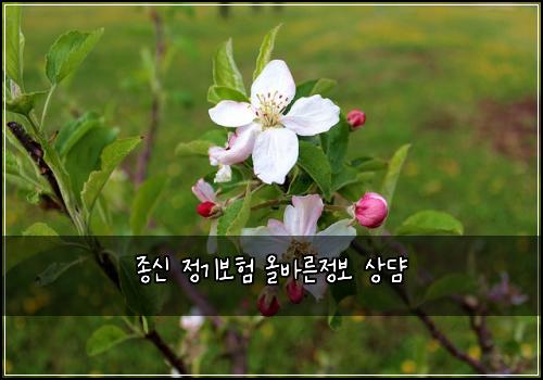 종신 정기보험 올바른정보  상댬