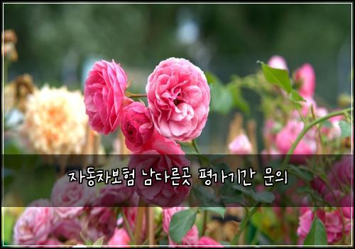자동차보험 남다른곳  평가기간 문의