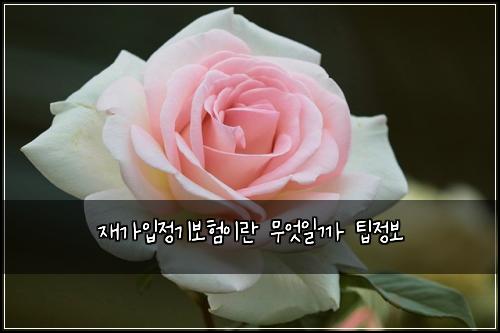 재가입정기보험이란 무엇일까 팁정보