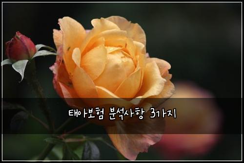 태아보험 분석사항  3가지