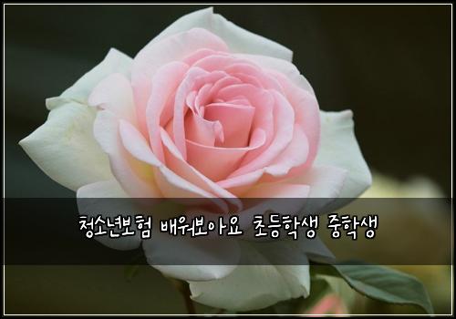 ์ฒญ์๋
๋ณดํ ๋ฐฐ์๋ณด์์ ์ด๋ฑํ์ ์คํ์