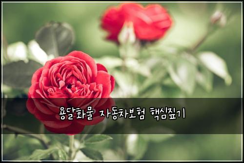 용달화물 자동차보험 핵심짚기 