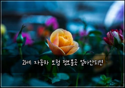 21μΈ μλμ°¨ 보ν μ 보볼곳 μΌλ§μλλ©΄
