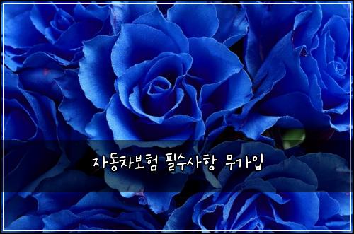 자동차보험 필수사항  무가입
