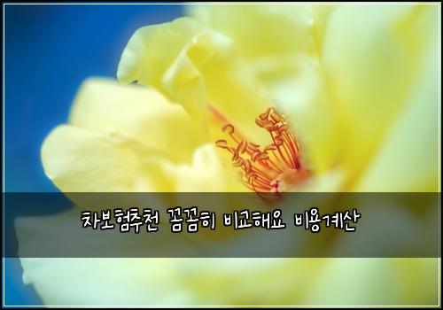 차보험추천 꼼꼼히 비교해요 비용계산