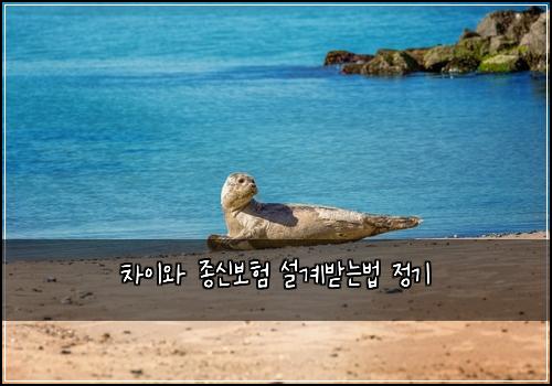 차이와 종신보험 설계받는법  정기 