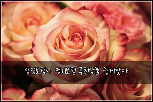 생명보험사 정기보험 추천상품 쉽게찾자