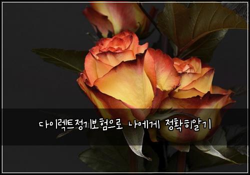 다이렉트정기보험으로 나에게 정확히알기