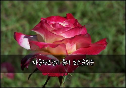 자동차보험비 좀더 최신순위는