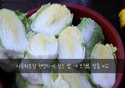 자동차보험 현명하게 찾는 법: 내 보험료 맞춤 비교