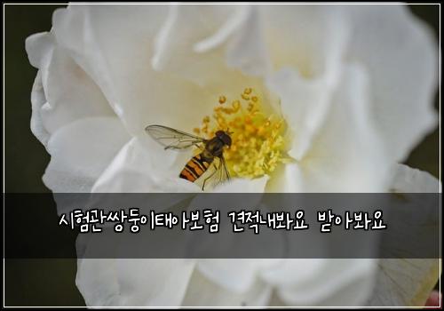 시험관쌍둥이태아보험 견적내봐요  받아봐요