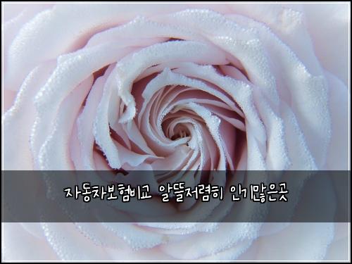 자동차보험비교 알뜰저렴히 인기많은곳