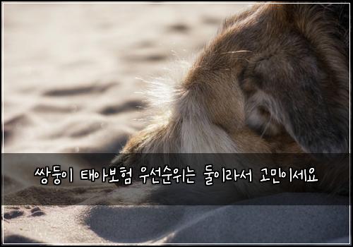 쌍둥이 태아보험 우선순위는  둘이라서 고민이세요