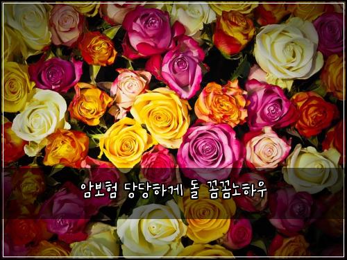 암보험 당당하게  돌 꼼꼼노하우