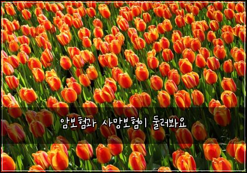 암보험과 사망보험이 둘러봐요