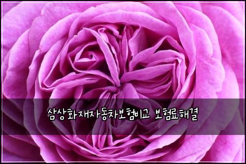 삼상화재자동차보험비교 보험료해결