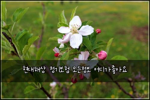 현대해상 정기보험 모든정보  어디가좋아요