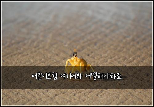 어린이보험 여기서봐  어떻해야하죠
