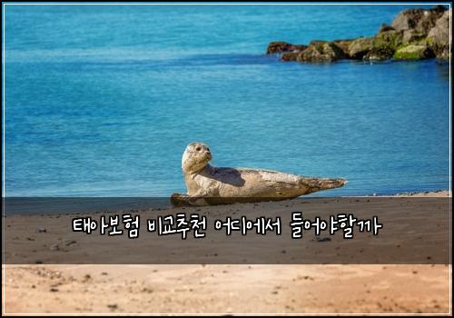 태아보험 비교추천  어디에서 들어야할까