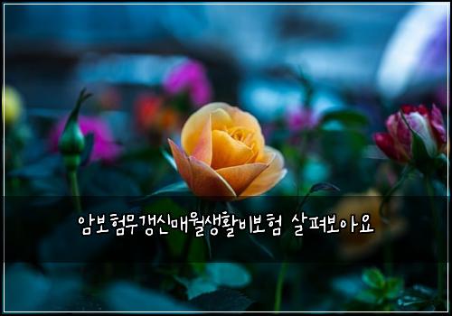 μ보ν무갱μ λ§€μμνλΉλ³΄ν μ΄ν΄λ³΄μμ